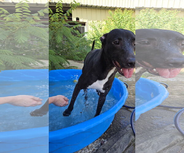 Medium Photo #2 Labrador Retriever-Unknown Mix Puppy For Sale in Jackson, MS, USA