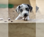 Small Photo #1 Catahoula Leopard Dog Puppy For Sale in GERMANTOWN, IL, USA