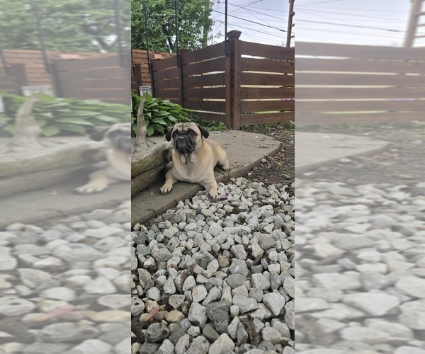 Medium Photo #1 Pug Puppy For Sale in DEARBORN HEIGHTS, MI, USA