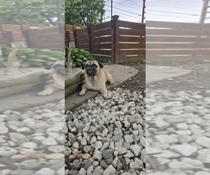 Father of the Pug puppies born on 08/22/2025