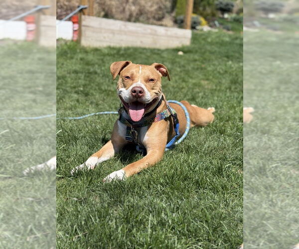 Medium Photo #2 American Staffordshire Terrier-Unknown Mix Puppy For Sale in Springdale, PA, USA