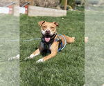 Small #1 American Staffordshire Terrier Mix
