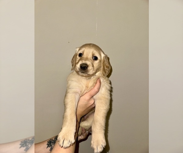 Medium Photo #2 Golden Retriever Puppy For Sale in CONCORD, VA, USA