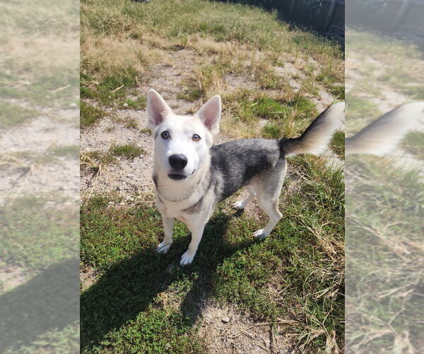 Medium Photo #5 Siberian Husky-Unknown Mix Puppy For Sale in Evansville, IN, USA