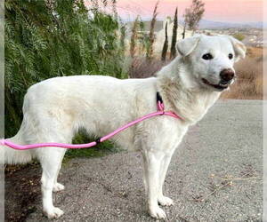 Keira - Female Labsky Dog for Adoption - Photo #3