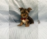 Small Morkie