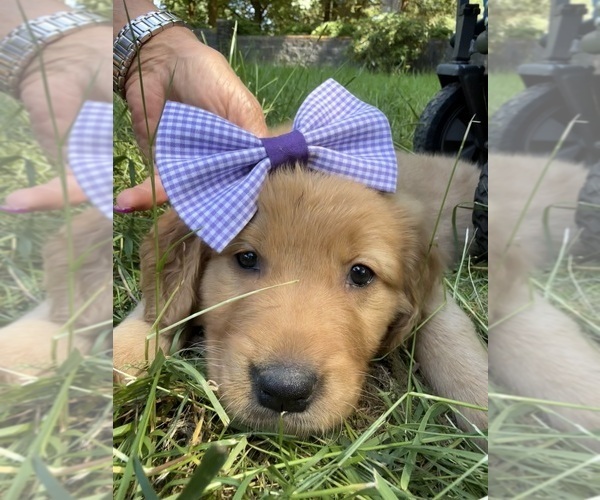 Medium Photo #25 Golden Retriever Puppy For Sale in BATTLE GROUND, WA, USA