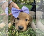 Small Photo #25 Golden Retriever Puppy For Sale in BATTLE GROUND, WA, USA
