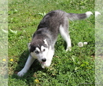 Small Photo #2 Siberian Husky Puppy For Sale in EXCELSIOR SPRINGS, MO, USA