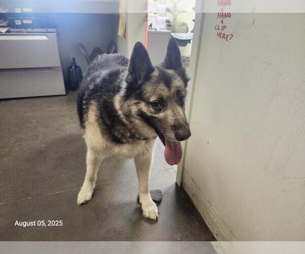 Medium Photo #1 Siberian Husky-Unknown Mix Puppy For Sale in Santa Cruz, CA, USA