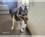 Small Siberian Husky Mix