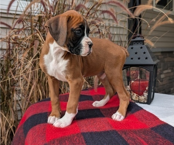 Medium Photo #2 Boxer Puppy For Sale in GOSHEN, IN, USA