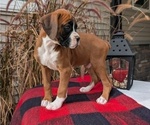 Small Photo #2 Boxer Puppy For Sale in GOSHEN, IN, USA