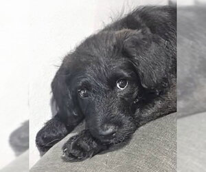 Labrador Retriever-Unknown Mix Dogs for adoption in Plainfield, IL, USA