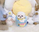 Small Photo #5 Maltese Puppy For Sale in Seoul, Seoul, Korea, South