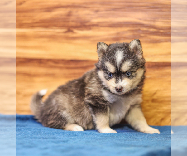 Medium Photo #4 Pomsky Puppy For Sale in TAMPICO, IL, USA