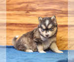 Small Photo #4 Pomsky Puppy For Sale in TAMPICO, IL, USA