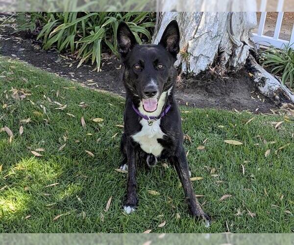Medium Photo #1 German Shepherd Dog Puppy For Sale in San Clemente, CA, USA