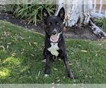 Small German Shepherd Dog