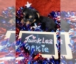 Small #21 Yorkshire Terrier
