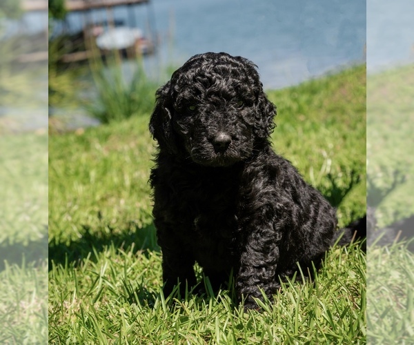 Medium Photo #1 Goldendoodle Puppy For Sale in ANDERSON, SC, USA