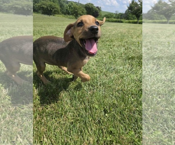 Medium Photo #3 Beagle-Unknown Mix Puppy For Sale in SHERBURNE, NY, USA