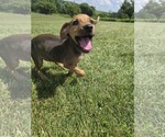 Small #2 Beagle Mix
