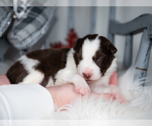 Medium Photo #5 Border Collie Puppy For Sale in CONWAY, MO, USA
