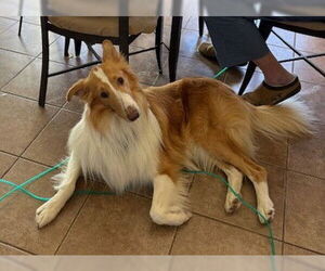 Collie Dogs for adoption in Pueblo West, CO, USA
