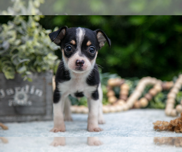 Medium Photo #2 Chihuahua Puppy For Sale in HARLAN, IN, USA