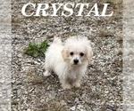 Crystal - Female Schnoodle (Miniature) Puppy for Sale - Small photo