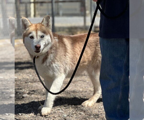 Medium Photo #5 Siberian Husky-Unknown Mix Puppy For Sale in Las Vegas, NM, USA