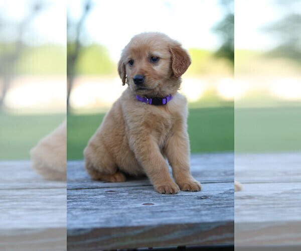 Medium Photo #3 Golden Retriever Puppy For Sale in FREDONIA, KY, USA