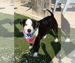 Small #5 American Staffordshire Terrier-Border Collie Mix