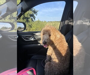 Goldendoodle (Miniature) Dogs for adoption in McKinney, TX, USA