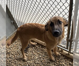 Labrador Retriever-Unknown Mix Dogs for adoption in Sterling, MA, USA