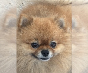 Father of the Pomeranian puppies born on 01/07/2025