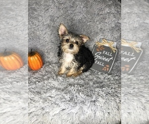 Yorkshire Terrier Puppy for sale in INDIANAPOLIS, IN, USA
