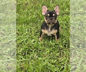 French Bulldog Puppy for sale in NORTH PORT, FL, USA