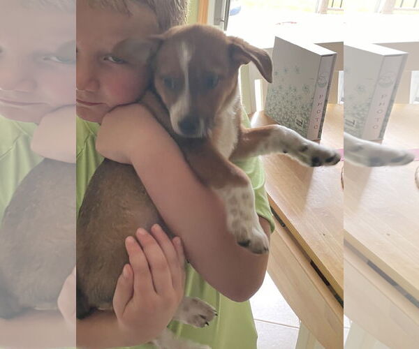 Medium Photo #5 Beagle-Red Heeler Mix Puppy For Sale in Fenton, MO, USA