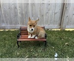 Puppy Blue Collar Pembroke Welsh Corgi