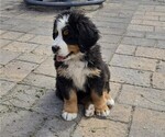 Puppy Light Blue Bernese Mountain Dog