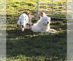 Small Photo #2 Great Pyrenees Puppy For Sale in CLEBURNE, TX, USA