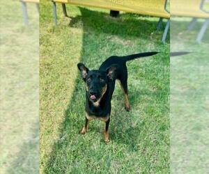 SOPHIE - Female German Shepherd Dog-Unknown Mix Dog for Adoption - Photo #2