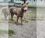 Small #1 Labrador Retriever Mix