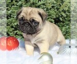 Small Photo #2 Pug Puppy For Sale in GREENCASTLE, PA, USA