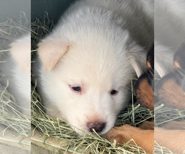 Medium Photo #3 Pyrenees Husky Puppy For Sale in Corona, CA, USA