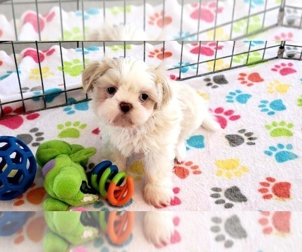 Medium Photo #5 Shih Tzu Puppy For Sale in ORO VALLEY, AZ, USA