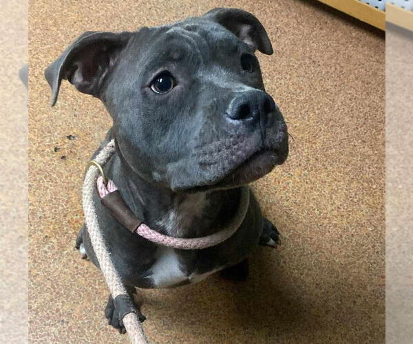 Medium Photo #11 American Pit Bull Terrier-Unknown Mix Puppy For Sale in Princeton, MN, USA
