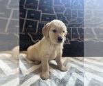 Small #7 Golden Retriever